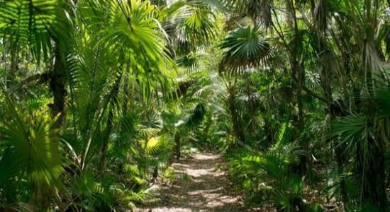 les-plantes-faconneuses-bande-dérulante